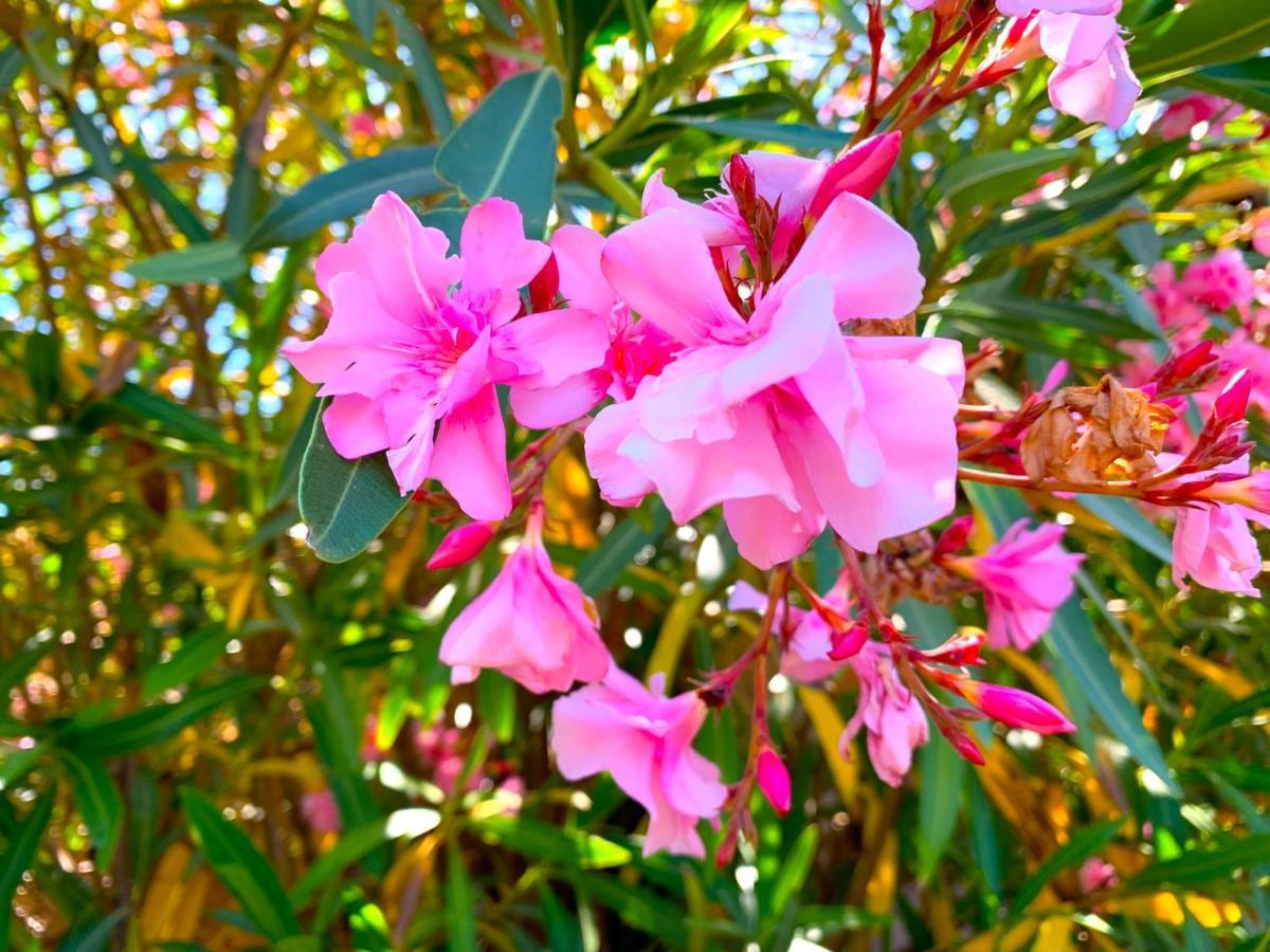 Villetta Flora Con Piscina Коста-Парадисо Экстерьер фото